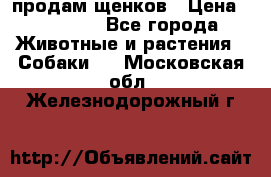 продам щенков › Цена ­ 15 000 - Все города Животные и растения » Собаки   . Московская обл.,Железнодорожный г.